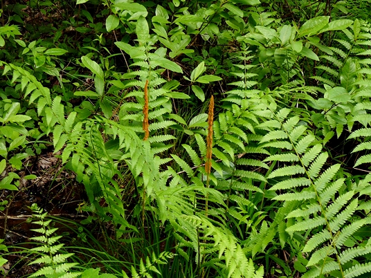 {Osmundastrum cinnamomeum}